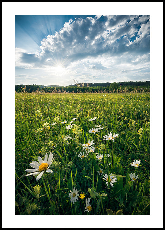 Flowering Meadow