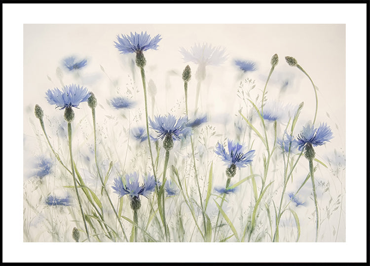 Cornflowers Poster