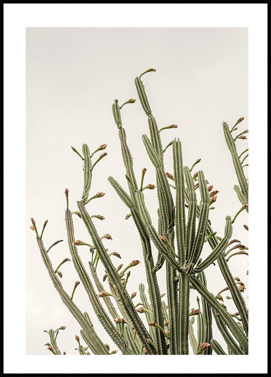 Cactus Poster - Posterbox.dk