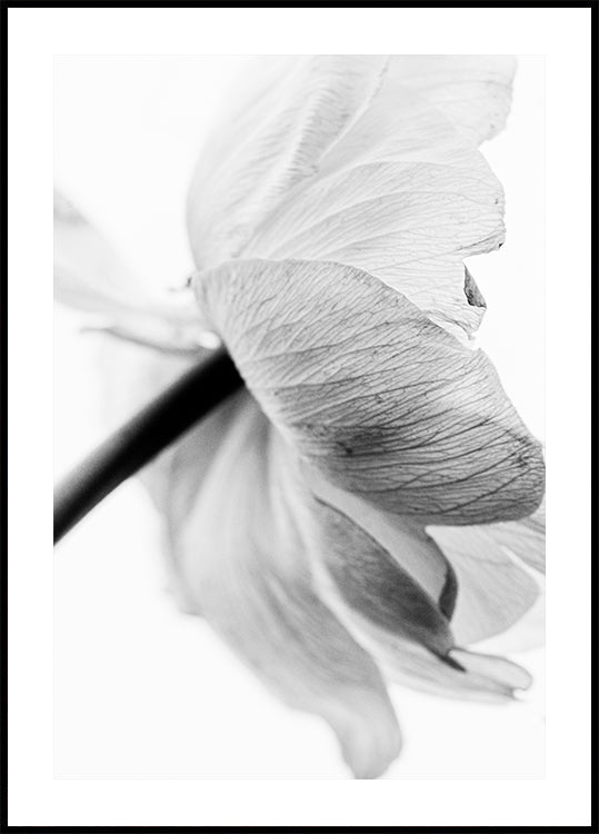 Blooming Flower Poster