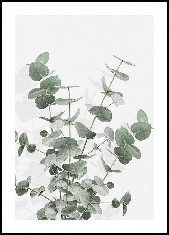 Eucalyptus Creative 16 Poster