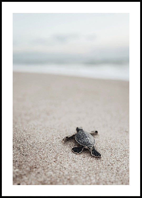 Baby Turtle Journey Poster - Posterbox.dk