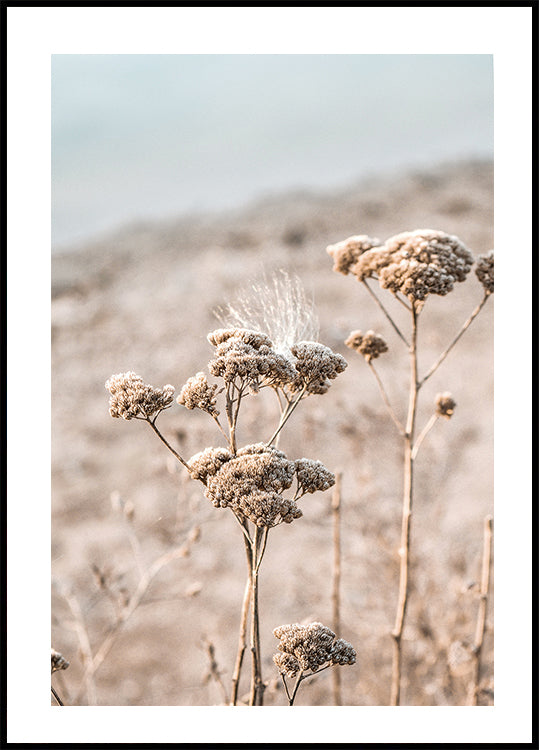 Dried Flowers Poster - Posterbox.dk