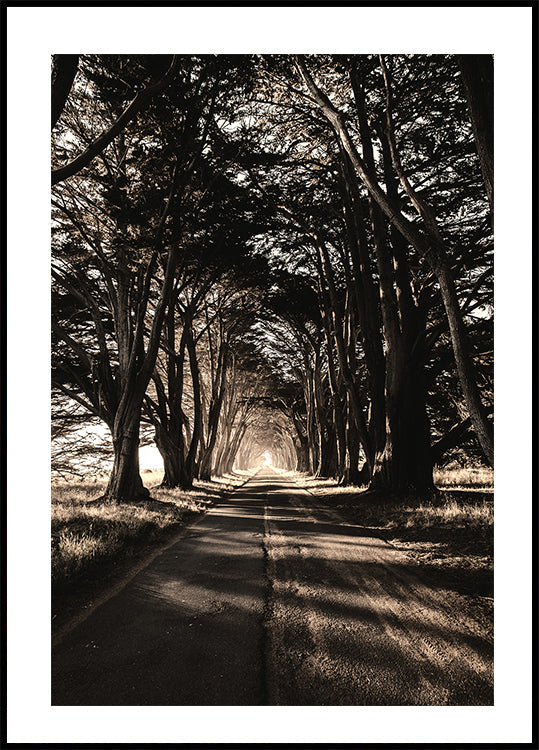 Road Among Trees Poster - Posterbox.dk