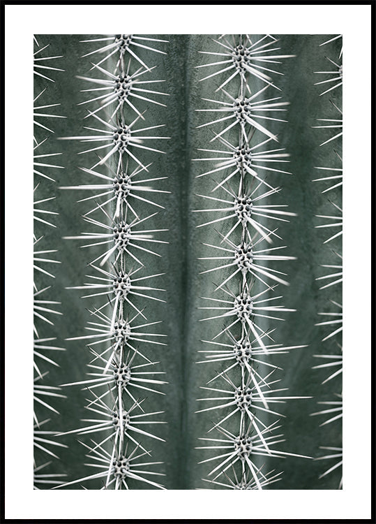 Cactus green Poster