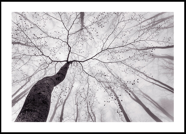 A view of the tree crown Poster