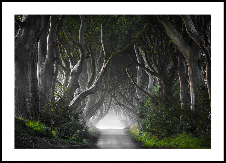 DARK HEDGES