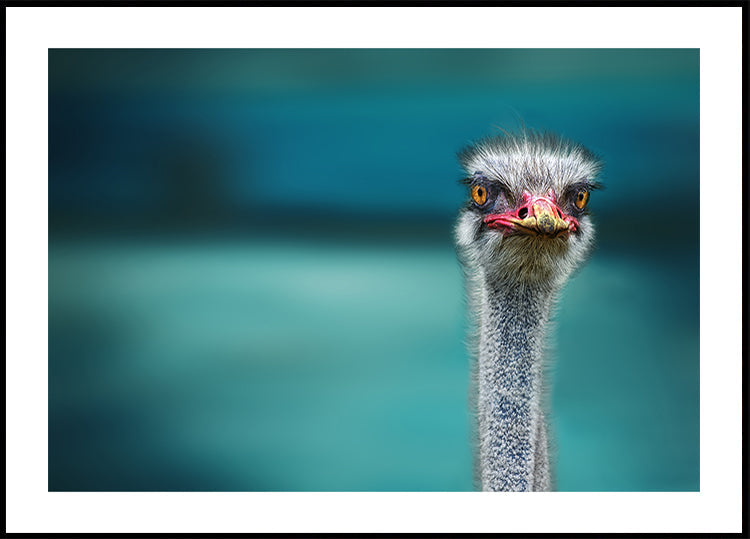Ostrich Protecting two Poor Chickens from the Wind