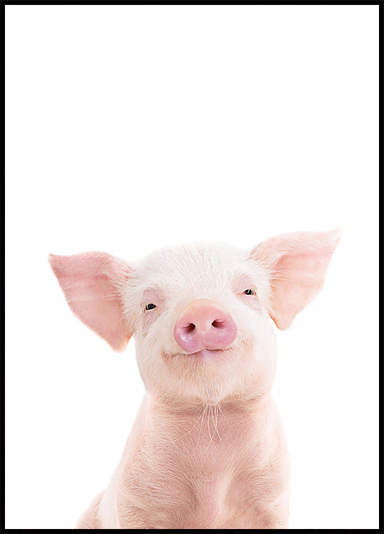 Baby Pig Poster