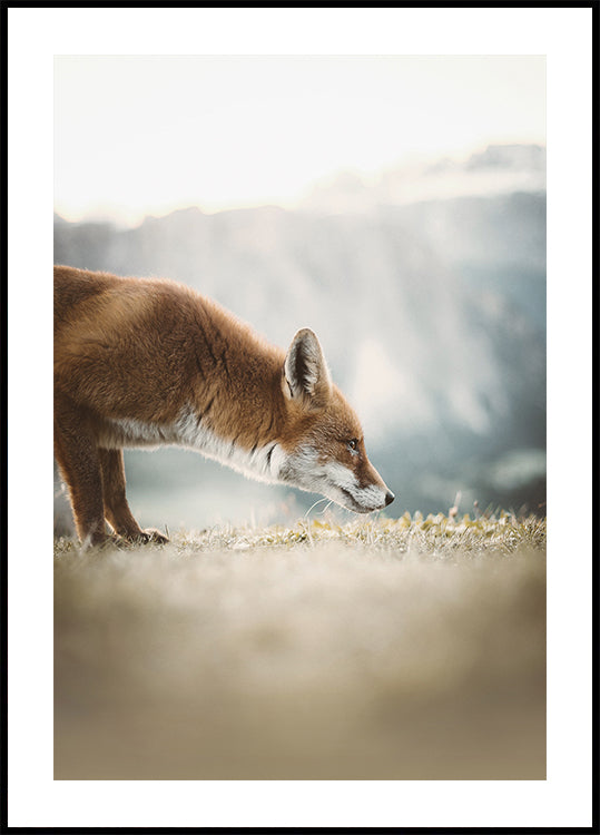 The Little Fox Poster - Posterbox.dk