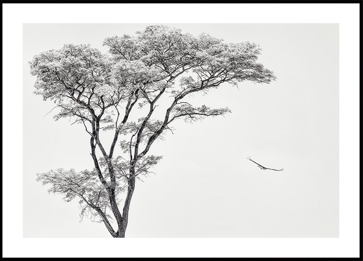 the African eagle Poster