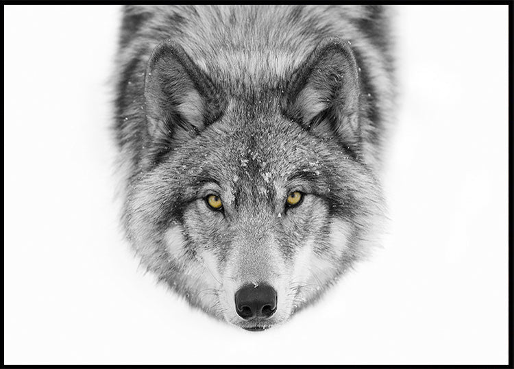 Yellow eyes - Timber Wolf Poster