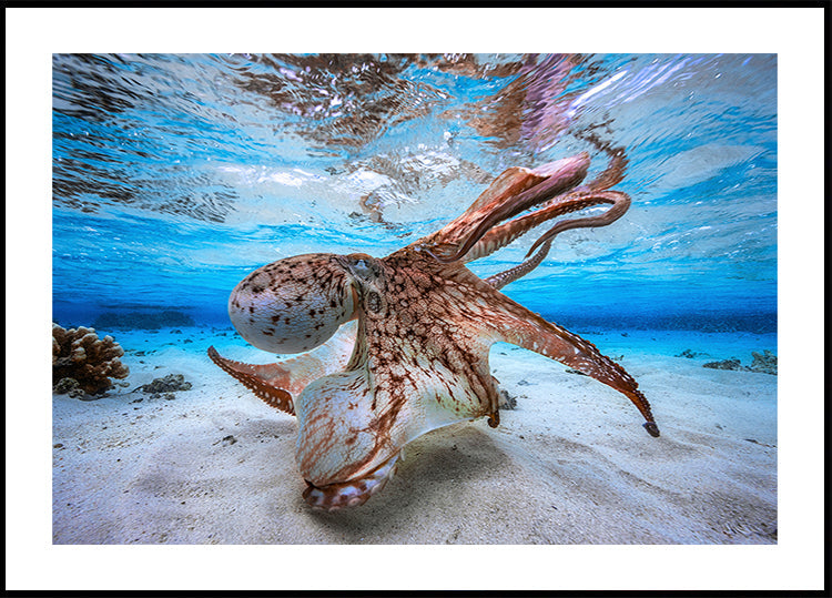 Dancing Octopus Poster