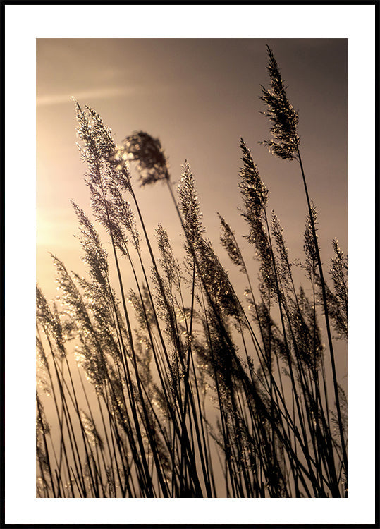 Reeds at Sunset Poster - Posterbox.dk