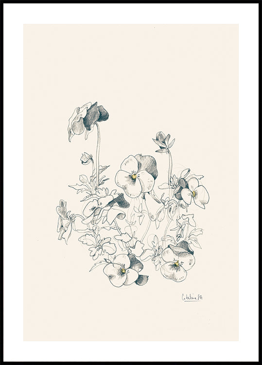 Pansies pencil drawing Poster