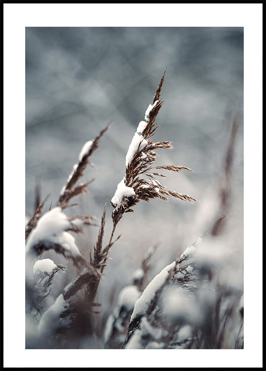 Winter Reed Poster - Posterbox.dk