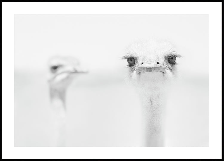 Funny ostrich