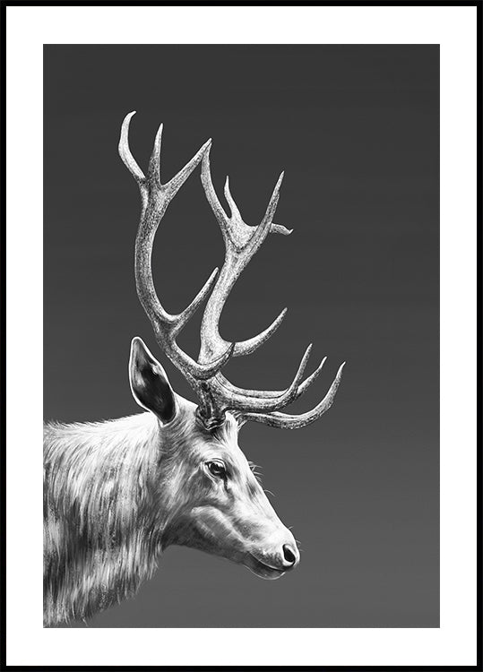 Reindeer Poster