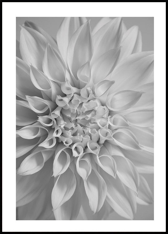 Flower Poster - Posterbox.dk