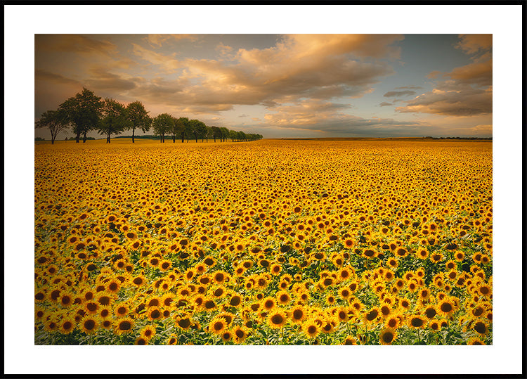 Sunflowers Poster