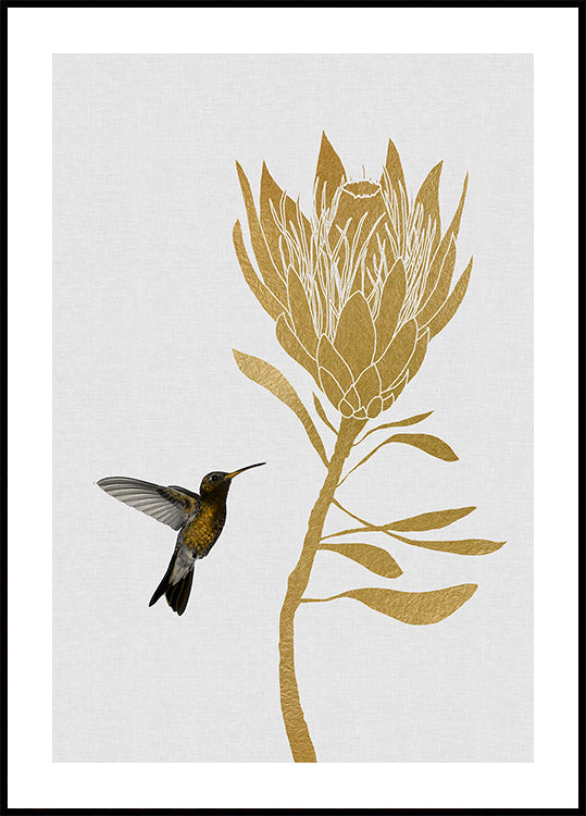 Hummingbird & Flower In Poster