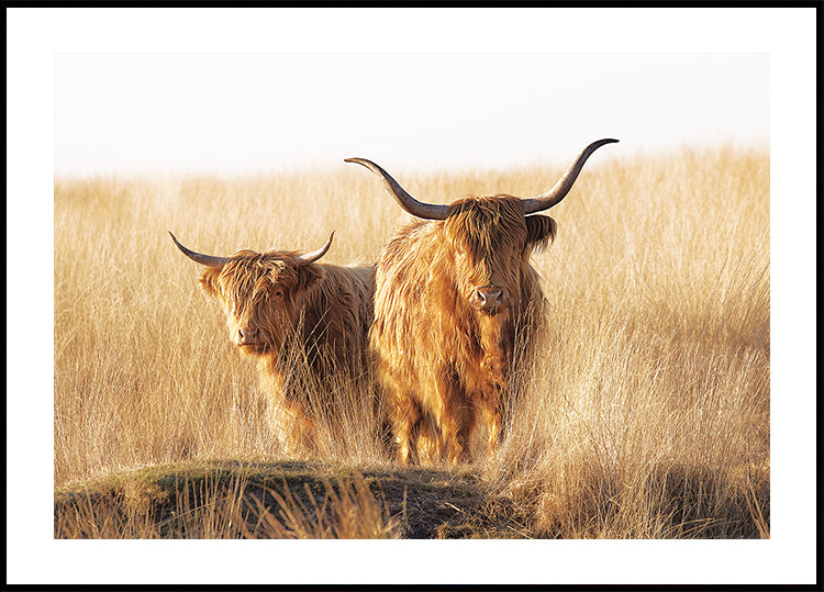 Young and Old Highlander Poster