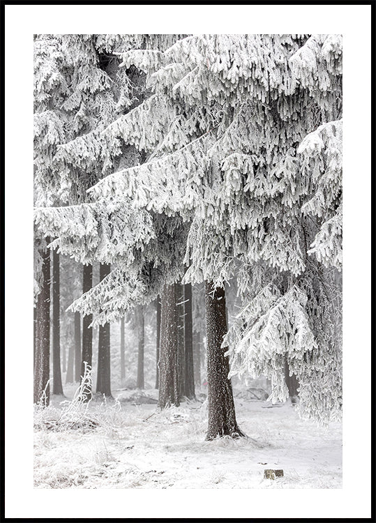 Winter Forest 2