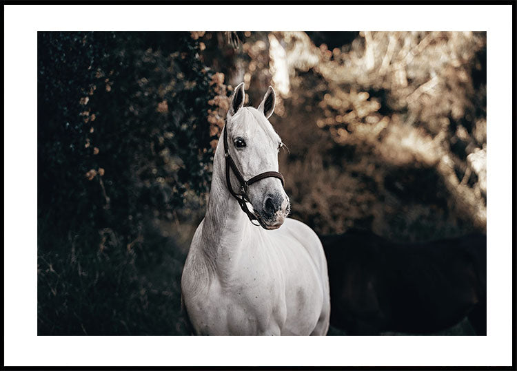 White Horse Poster - Posterbox.dk