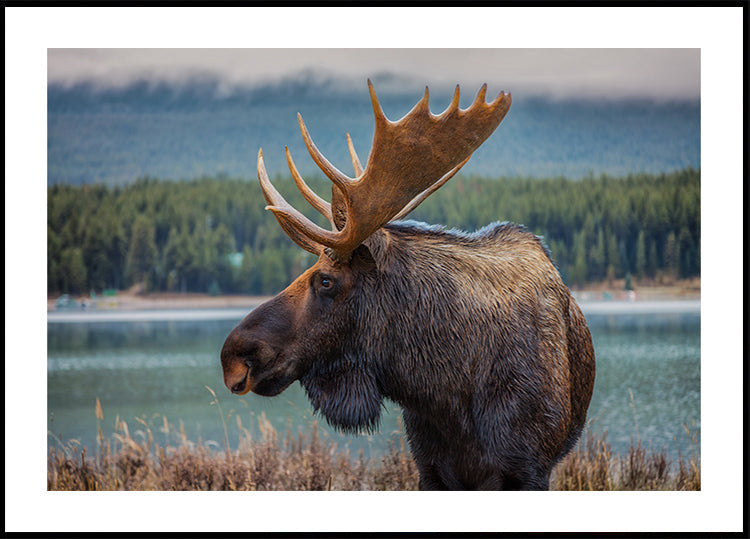 Moose Poster