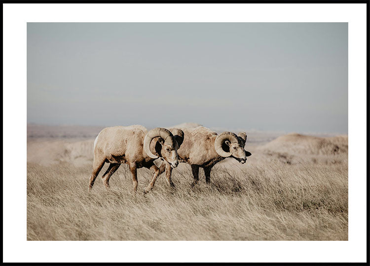 Bighorn Sheep in Field Poster - Posterbox.dk