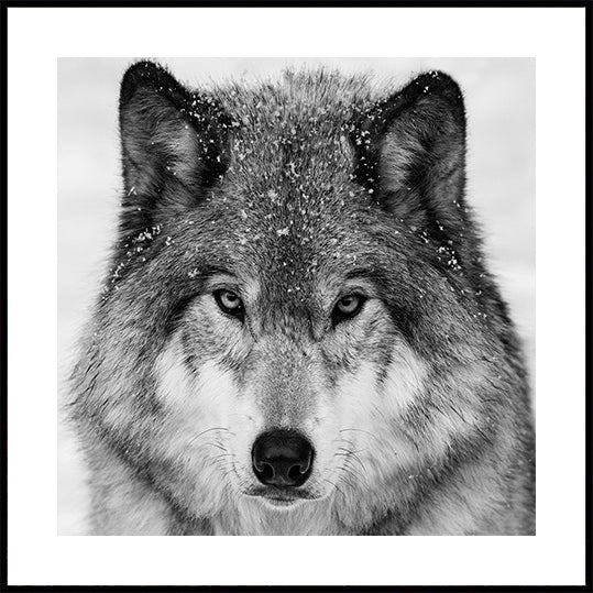 Wolf Portrait Posters