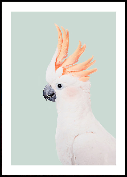 Cockatoo Poster