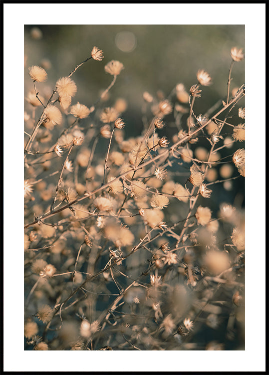 Beach flowers_003 Poster