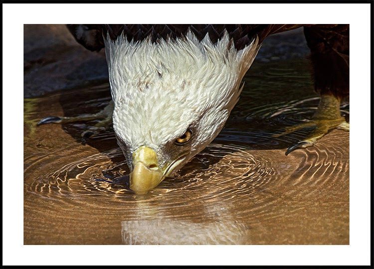 Cool Drink on a Hot Day Poster