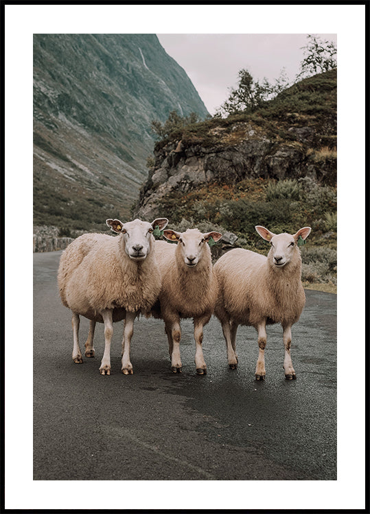 Three Sheep in Mountain Landscape Poster - Posterbox.dk