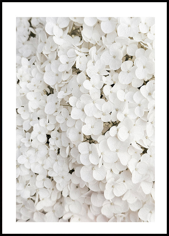White Hydrangea Poster - Posterbox.dk