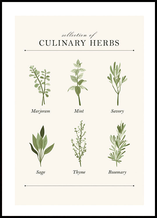Herbs Poster - Posterbox.dk