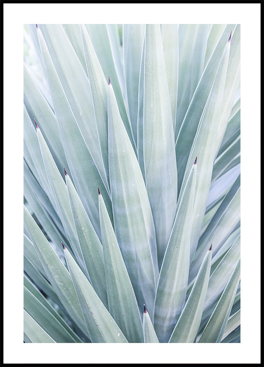 Azure Agave Dance