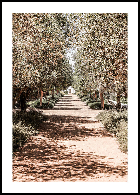 A Serene Tree Lined Path with Sunlight Poster