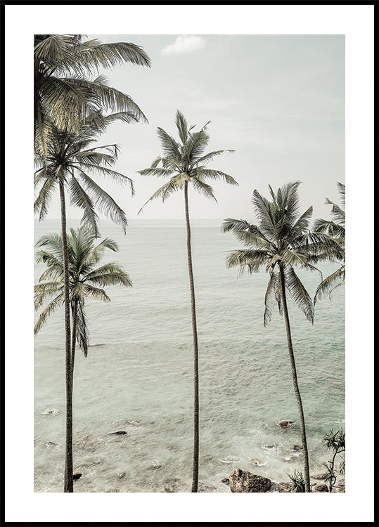 Tropical Dreams Poster