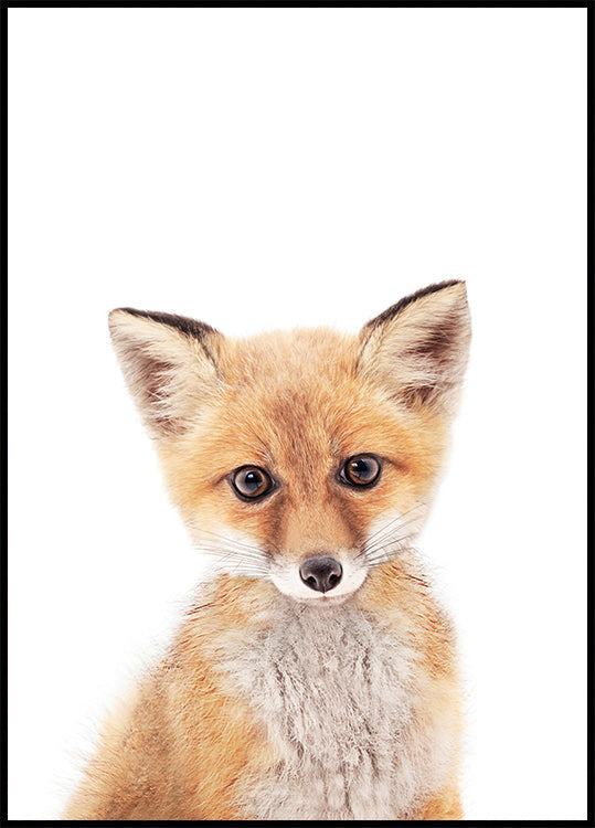 Baby Fox Poster