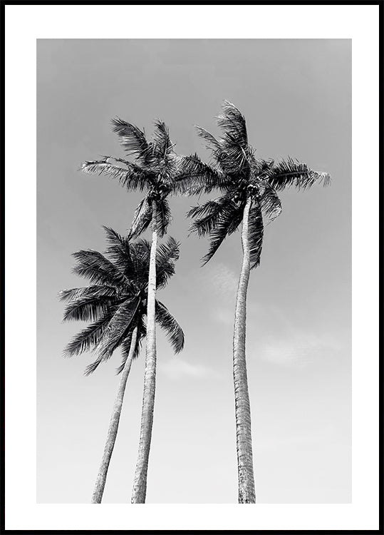 Three Palm Trees Poster - Posterbox.dk