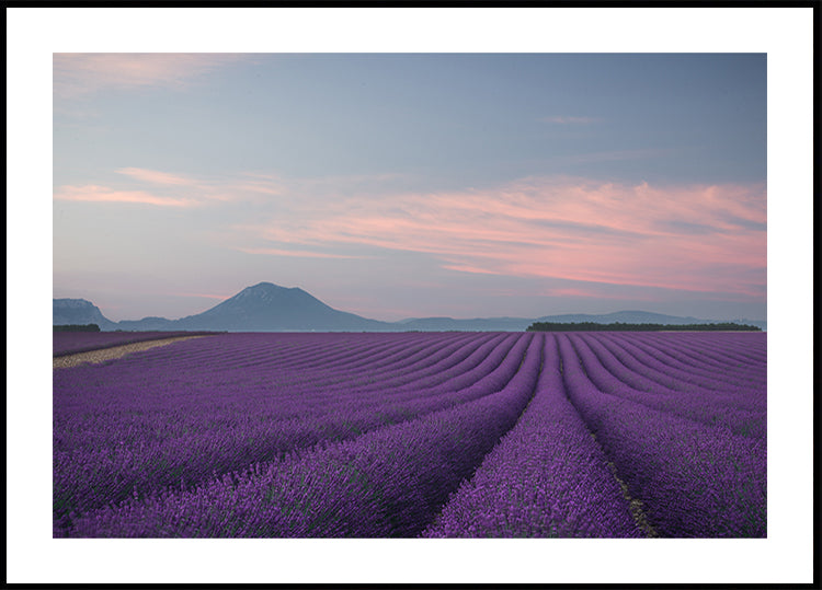 Lavender field