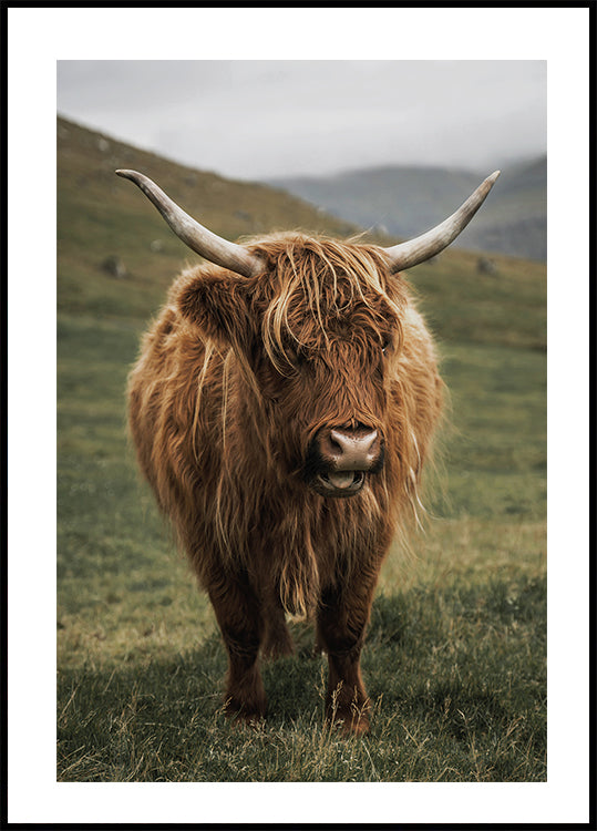 Highland Cow Near a Mountain Poster - Posterbox.dk