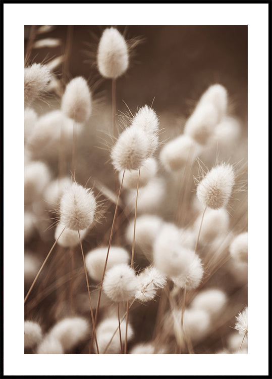 Soft Elegance of Lagurus Poster - Posterbox.dk