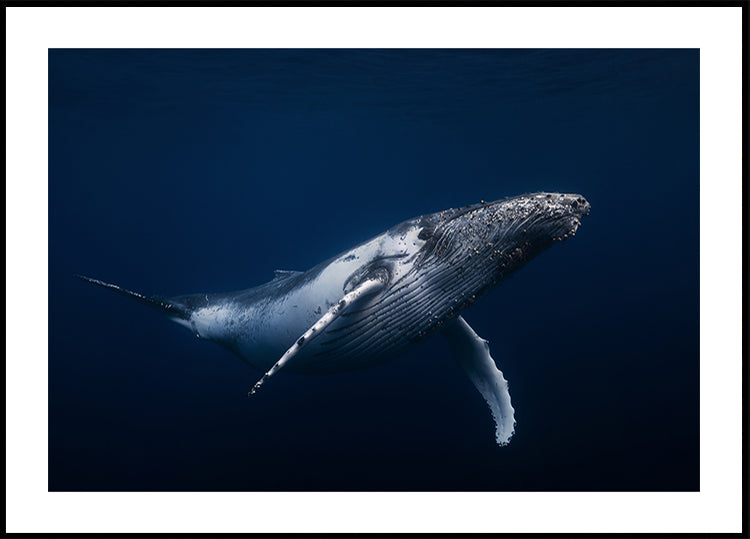 Humpback whale in blue Poster