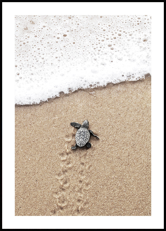 Baby Turtle Meets the Sea Poster - Posterbox.dk