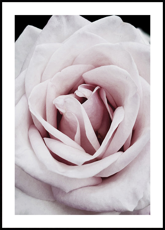 Pink Rose Poster - Posterbox.dk