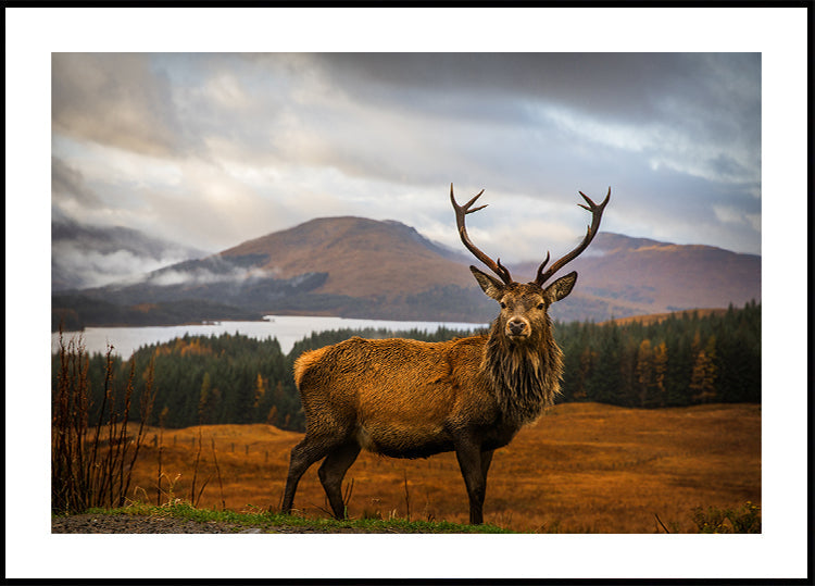 Scottish Stag Poster