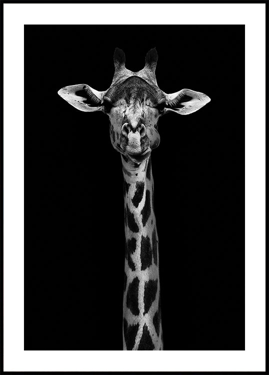 Giraffe Portrait Poster